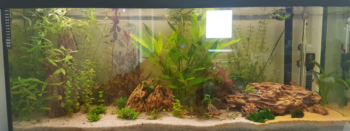 aquarium Chacha