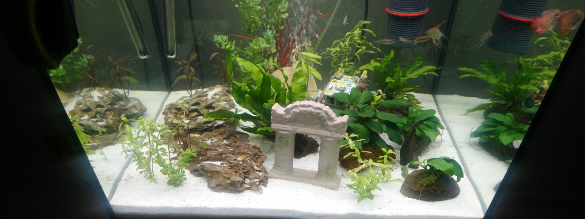 aquarium Colisa lalia