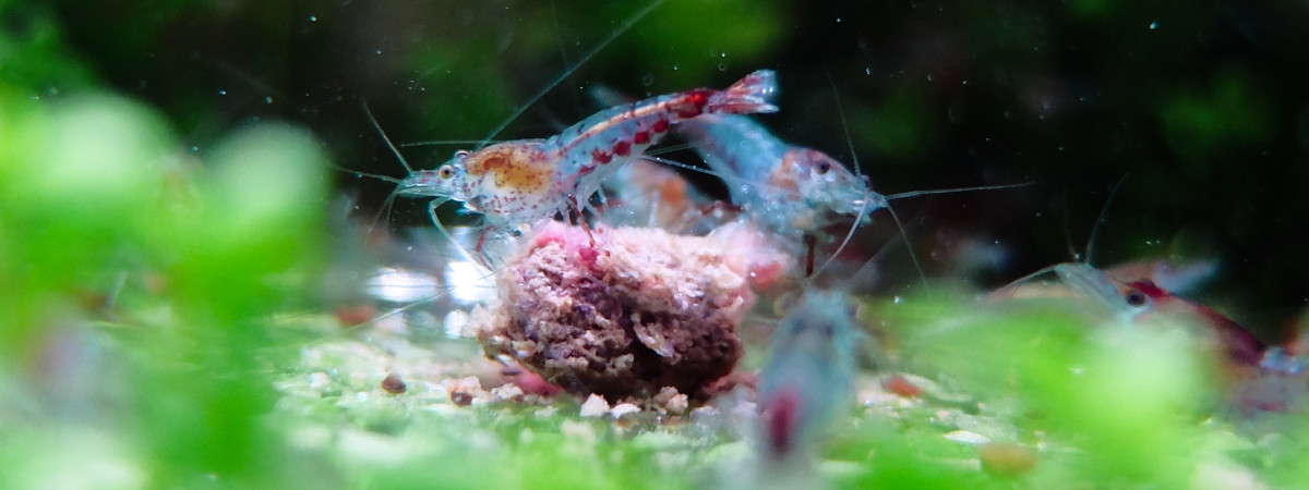 aquarium Nano 20L