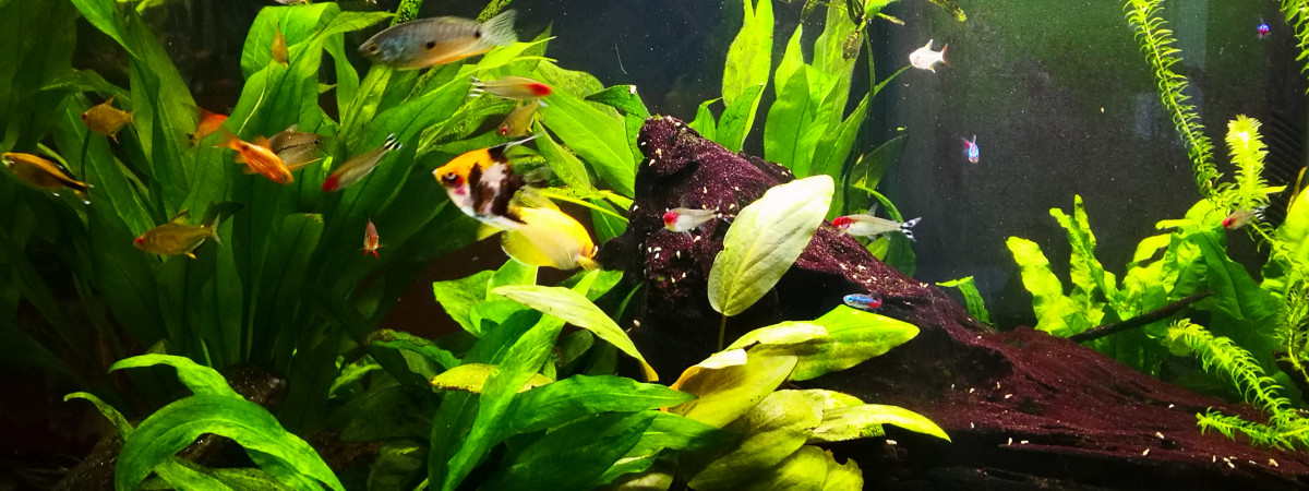 aquarium Communautaire