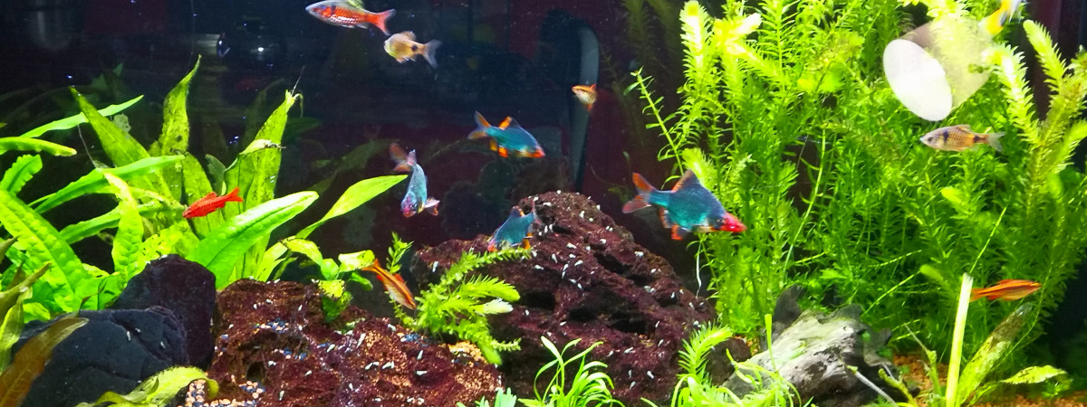 aquarium Barbus