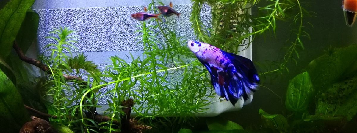 aquarium Caruso