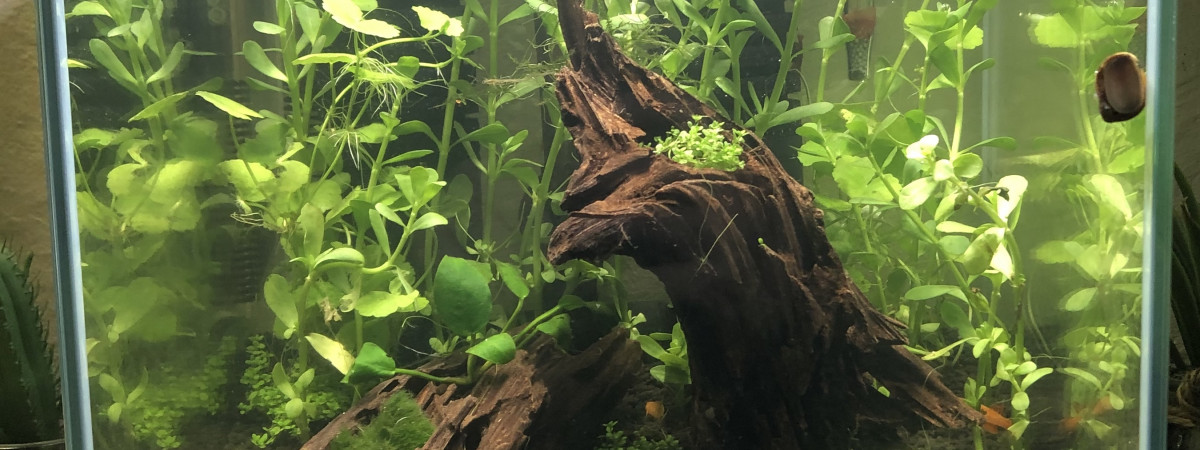 aquarium Aqua crevettes