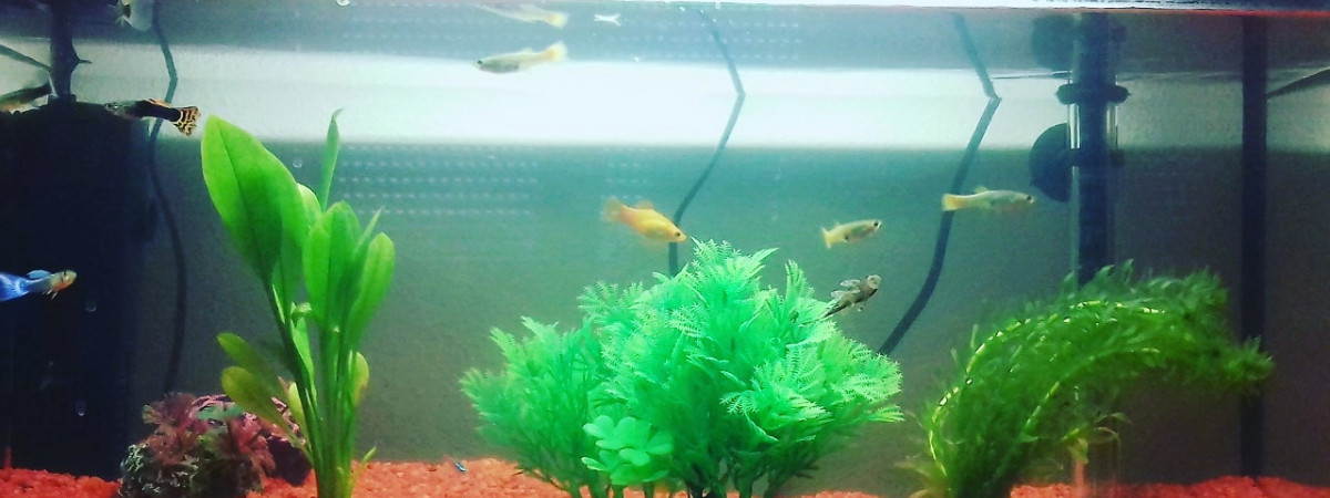 aquarium TKT
