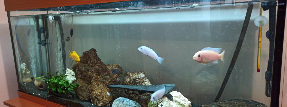 aquarium PHILIPPE