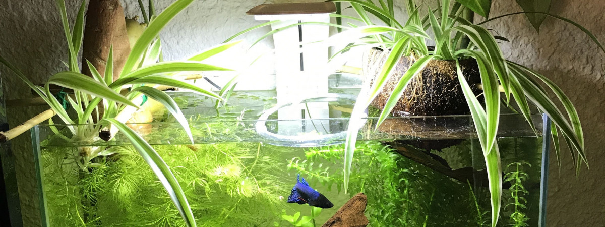 aquarium Combattant betta splendens