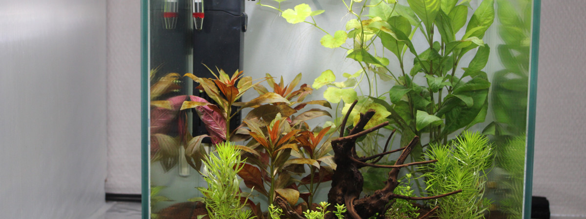 aquarium nano crevettes