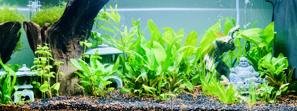 aquarium First