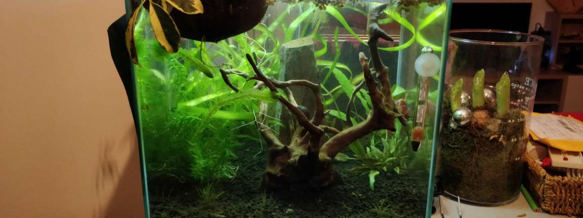 aquarium Bac Betta