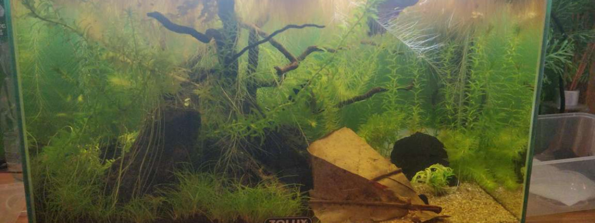 aquarium Bac 20L