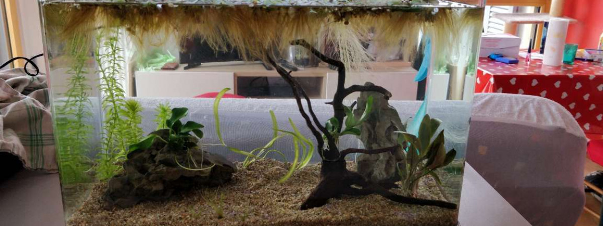 aquarium Bac 25L