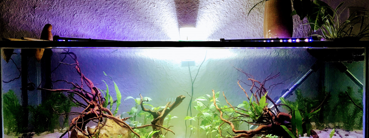 aquarium 240 litres