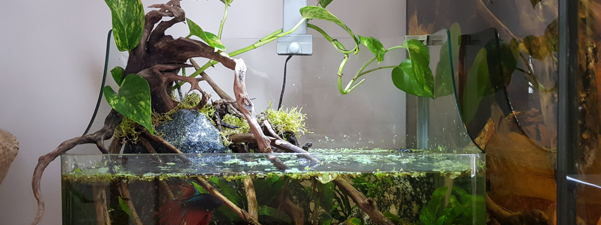 aquarium betta