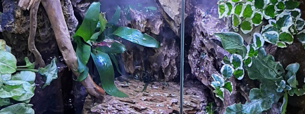 aquarium paludarium