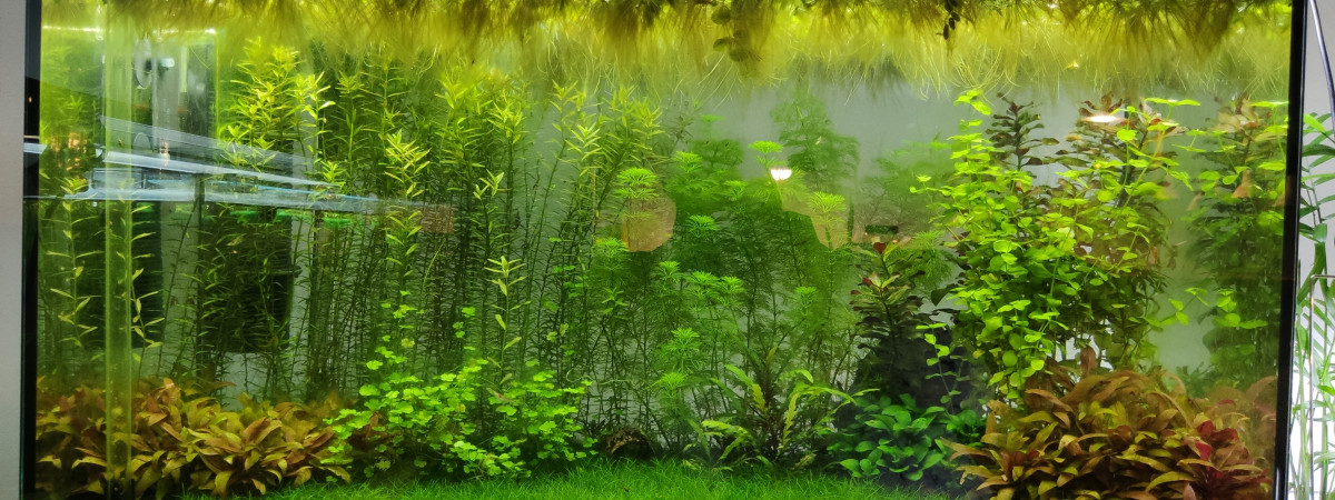 aquarium Crevettes 126L ARRET 25 SEPTEMBRE 2021