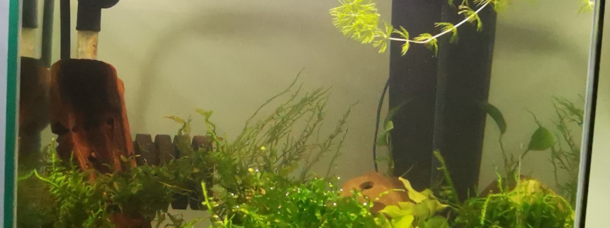 aquarium Black Rose