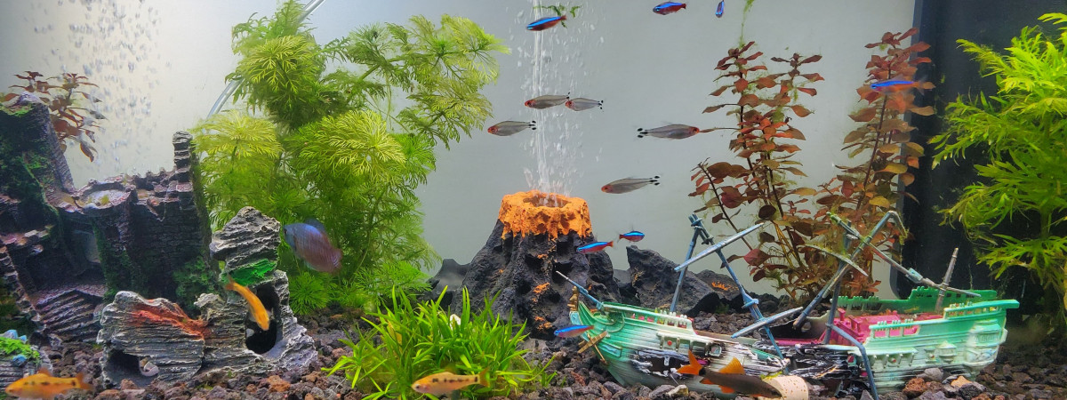 aquarium Captiva