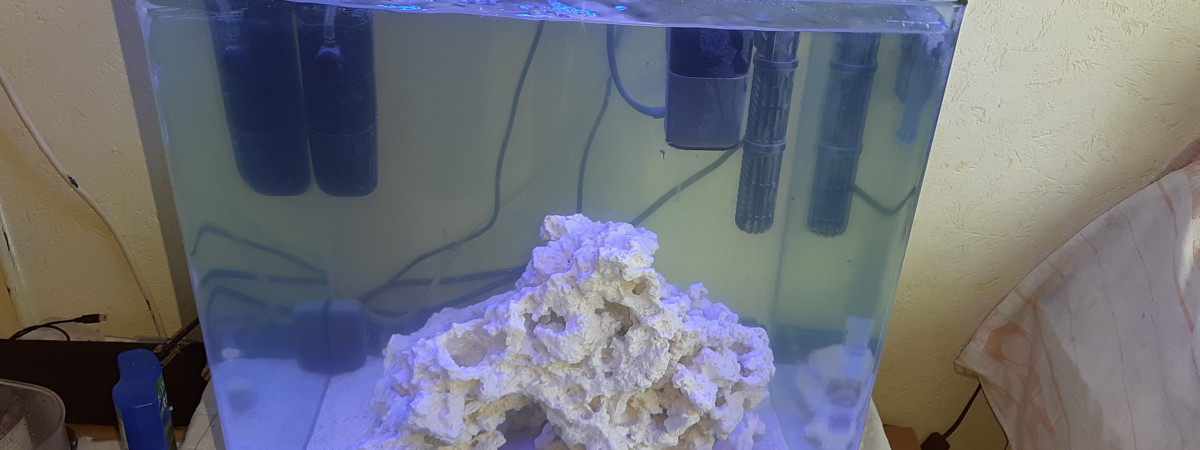 aquarium aquarium marin