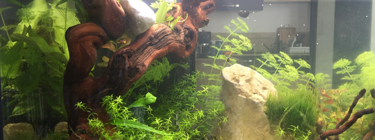 aquarium LePoissonRouge