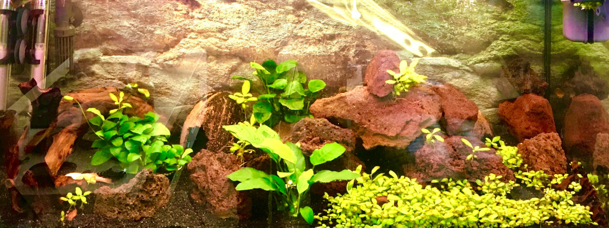 aquarium Apisto. Boreli