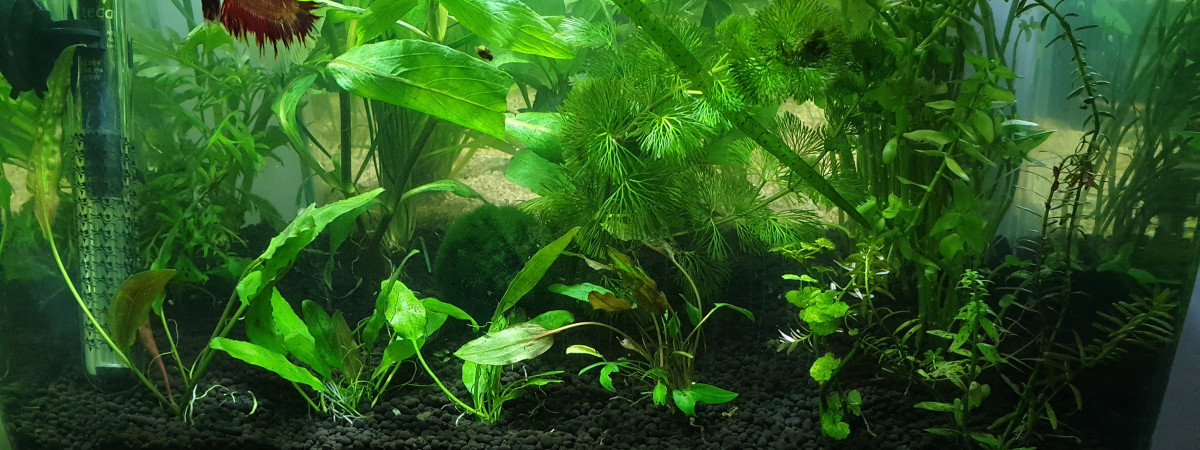 aquarium 20L
