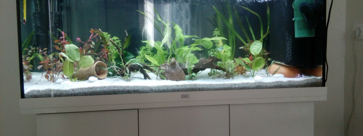 aquarium Alexandre