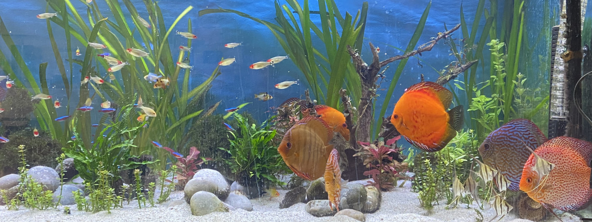 aquarium Amazonien
