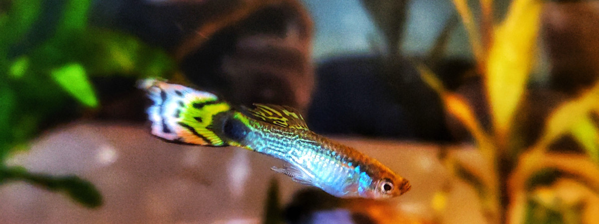 aquarium First