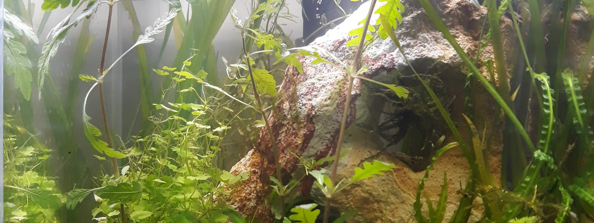aquarium Mini coin asiatique