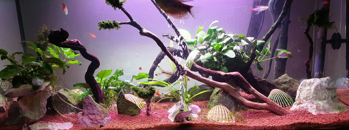 aquarium Lucas