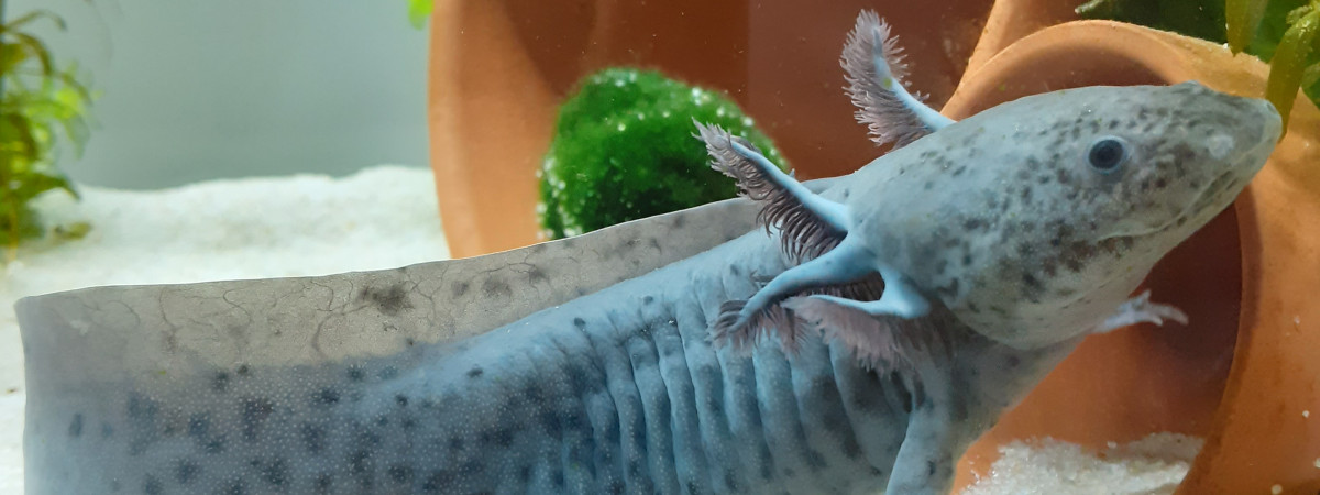 aquarium Axolotls