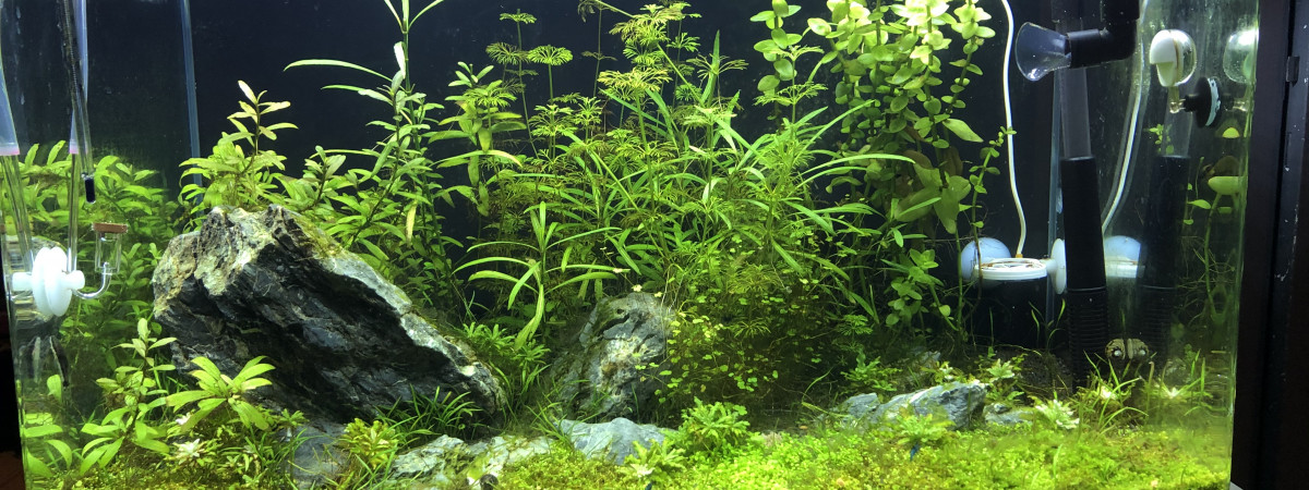 aquarium 80L  Blau Cubic