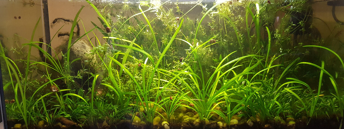 aquarium 54L lowtech