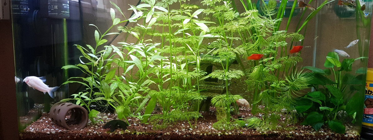 aquarium maison