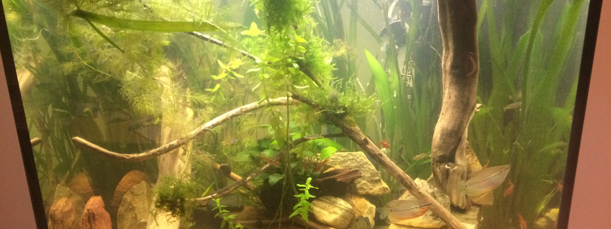 aquarium AQUAPEAN