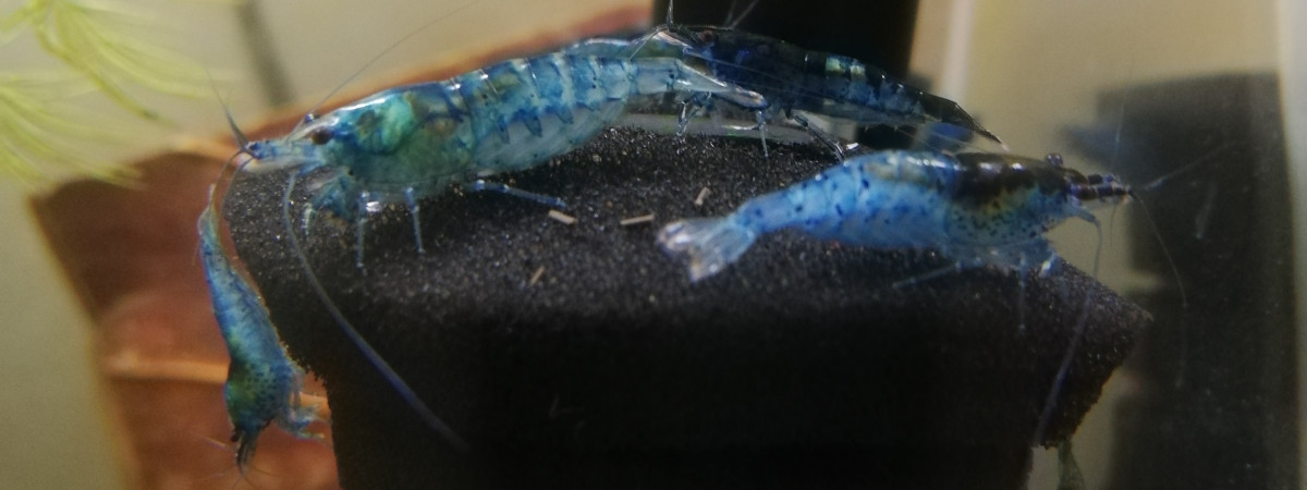aquarium Aquarium Crevettes Blue Velvet