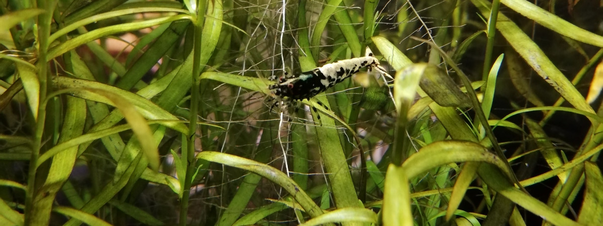 aquarium Aquarium Crevettes Fish bones