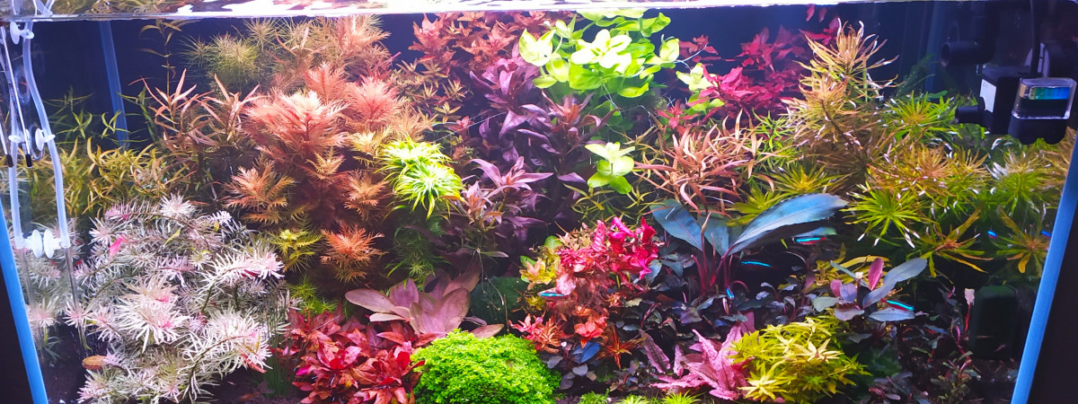 aquarium plantes  rares