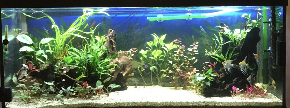aquarium 250 litres