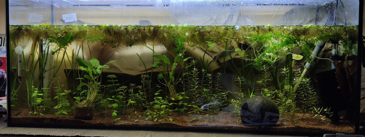 aquarium Bac temporaire Marius 90L ARRET AOUT2020