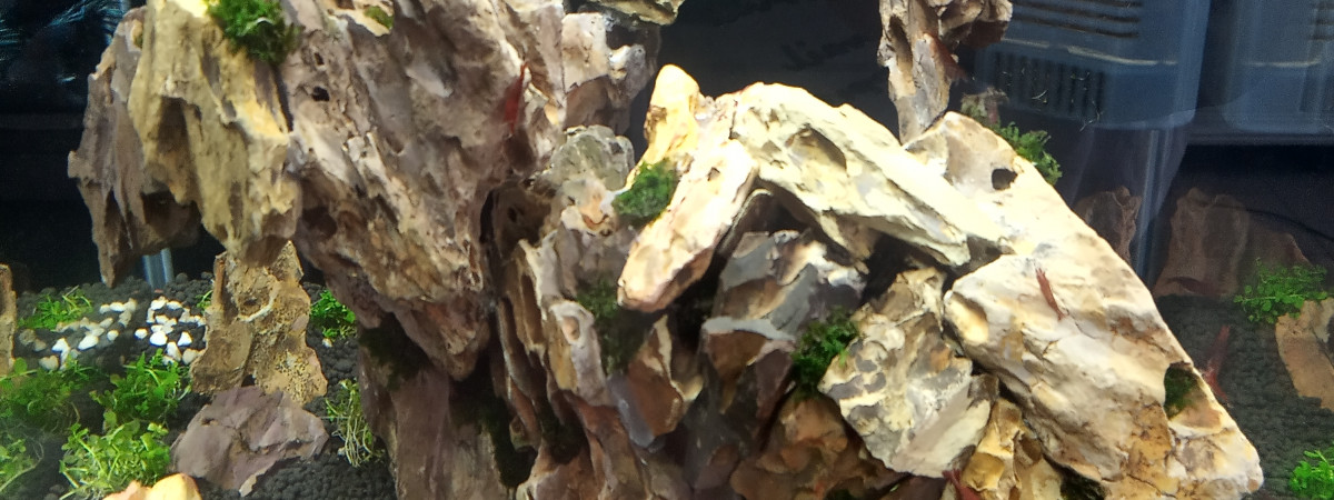 aquarium aqua dragon