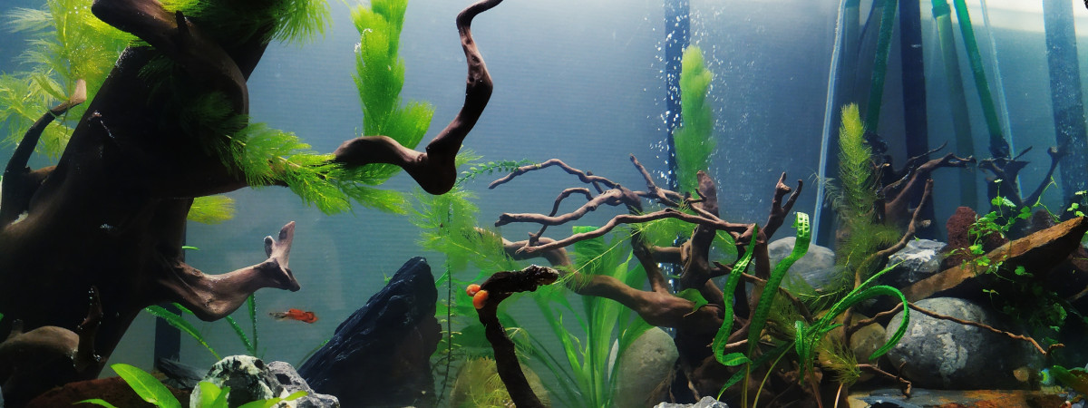 aquarium Bac communautaire