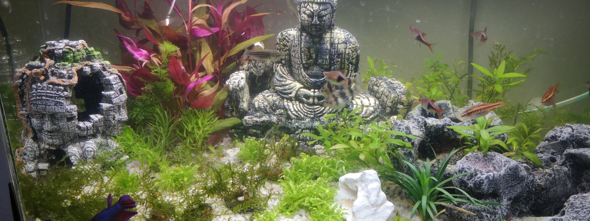 aquarium Bac de 110l
