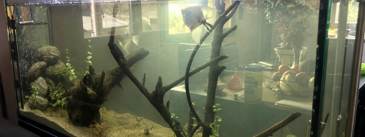 aquarium Type amazonien