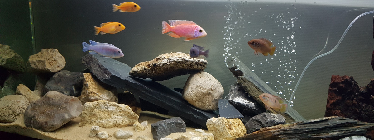 aquarium Mes ptits cichlidés
