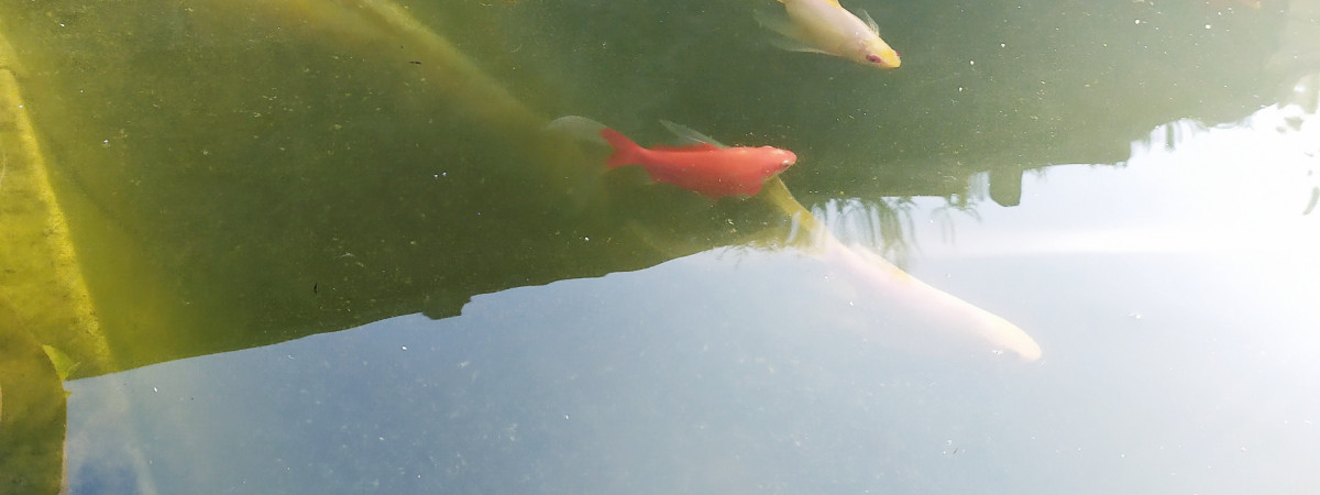 aquarium Bassin