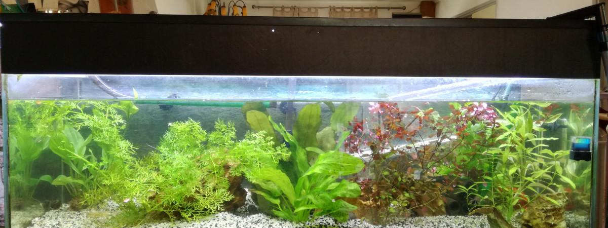 aquarium Aquarium actuel