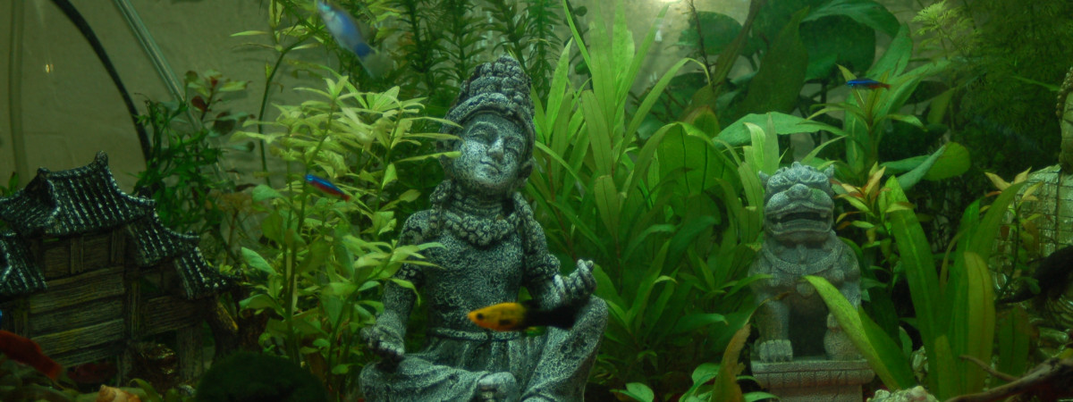 aquarium daisy