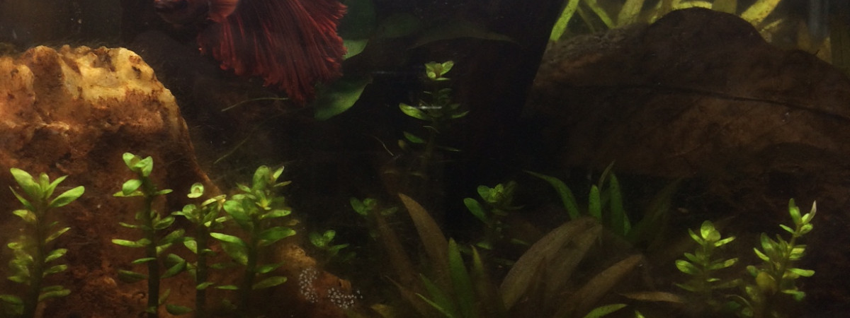 aquarium Spécifique combattant