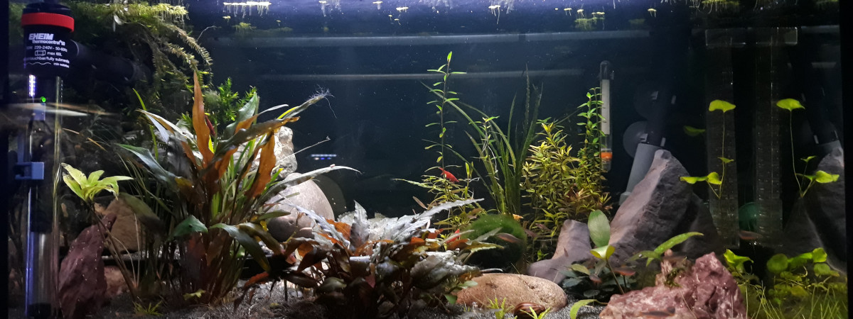 aquarium Lit de rivière asiatique